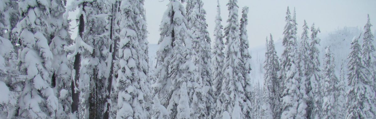 Kootenai Forest Area snowmobile riding area